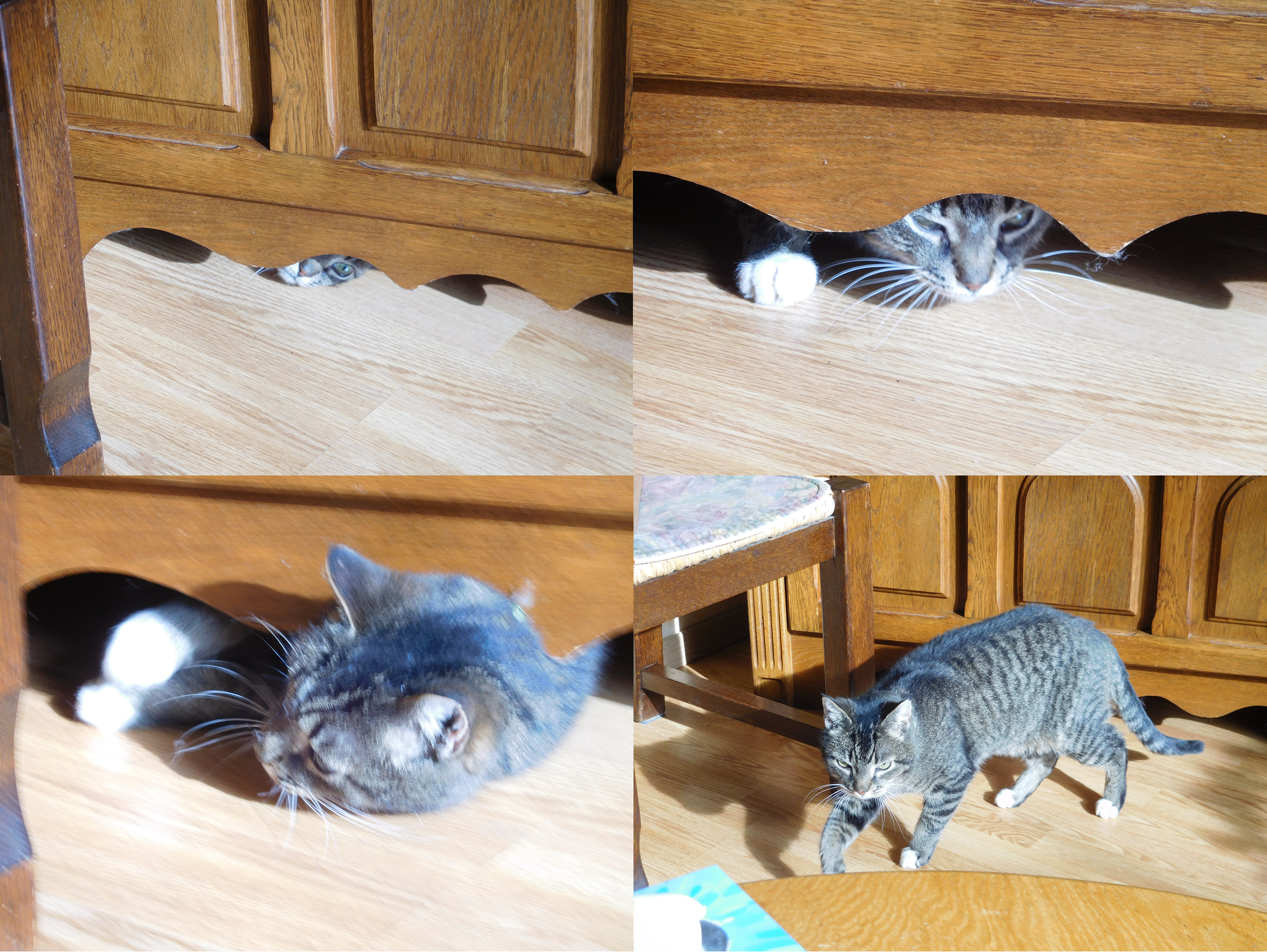 four photos arranged in a grid, of a brown/grey tabby cat with white paws, gradually peaking out from under a wooden piece of furniture (some sort of storage chest), and finally walking away accross the faux-wood laminate floor